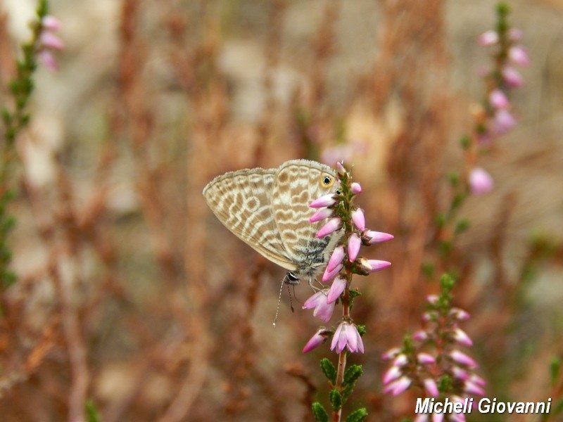 Parco del Ticino : incontri del 12/9/15